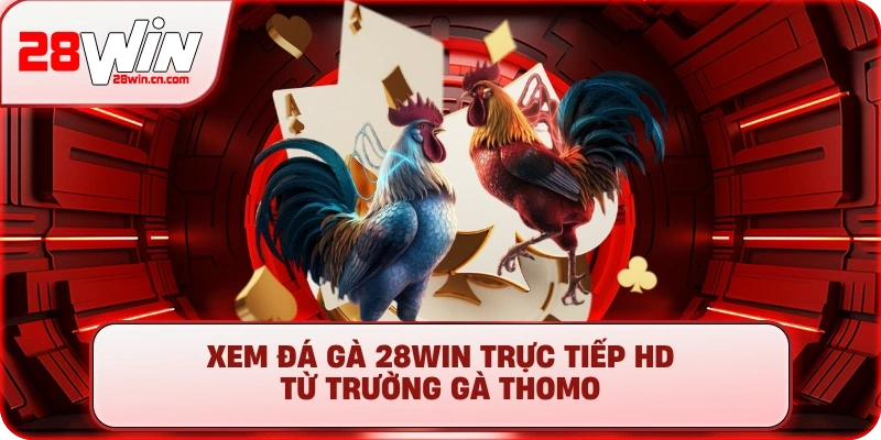 Xem Đá Gà 28Win trực tiếp HD từ trường gà Thomo