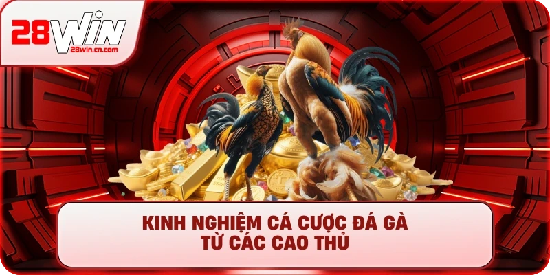 Kinh nghiệm cá cược đá gà từ các cao thủ