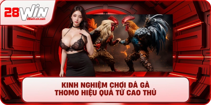 Kinh nghiệm chơi Đá Gà Thomo hiệu quả từ cao thủ